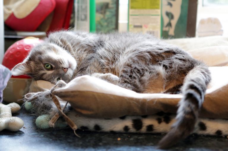 wedding-photography-lee-niel-bath-wedding-photography