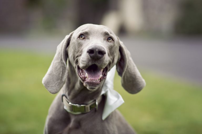 wedding-photography-lee-niel-bath-wedding-photography-reportage-wedding-photography